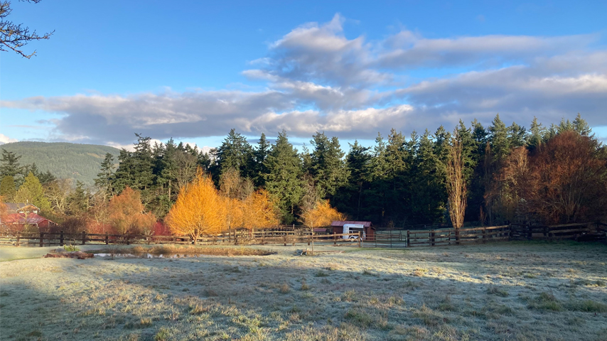 winter alpaca pasture